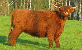 Highland cattle